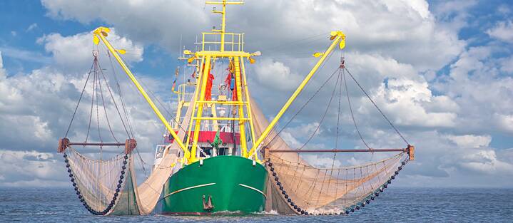 In the trawl net one minute, and a tasty snack served up in a bread roll the next – brown shrimp feature on nearly every menu in northern Germany. 