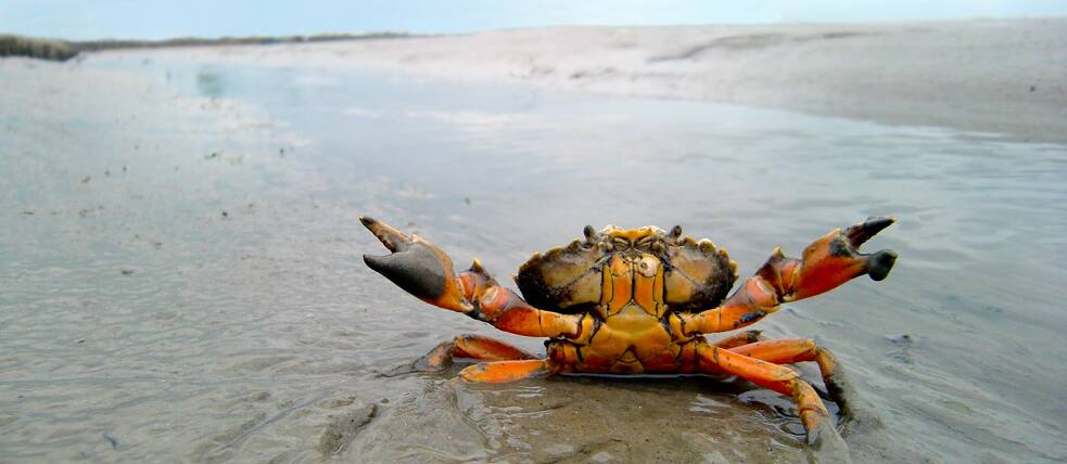 Eine nicht allzu amüsierte Strandkrabbe.