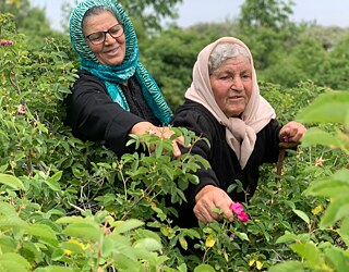 Farida Ahmed et Samra Khedr, amies de longue date et cueilleuses de roses, cueillent des roses de Damas à Maarat al-Saleb, Hema, Syrie.