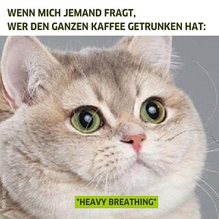 Weiß-graue Katze mit grünen Augen, über ihr der Text: "Wenn mich jemand fragt, wer den ganze Kaffee getrunken hat" 