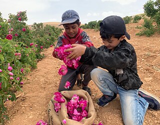 Children helping their families during the harvest time, Syria. 