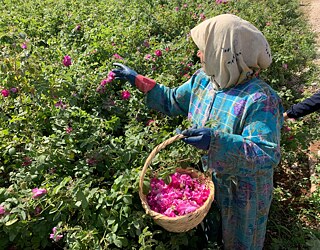 Asiya Ibrahim cueille des boutons de roses de Damas à Nayreb, Syrie.