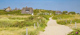 Sandweg durchs Dünengras mit Sylter Apfelrosen vom Weststrand nach Hörnum, Sylt