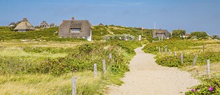 Sandy path through dune grass with Sylt apple roses from Weststrand to Hörnum, Sylt