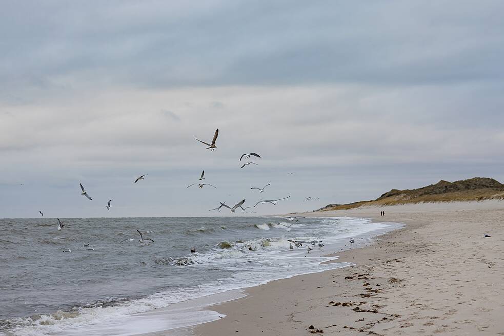 Gaivotas na praia de Sylt