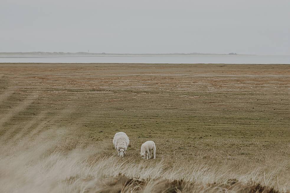 Ovelhas na Ilha de Sylt