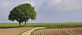 Felder in der Hallertau (Mai 2022)