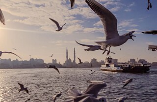 Sea gulls are flying around over the ocean during sun down. In the back the silhouette of a city and a ship.  