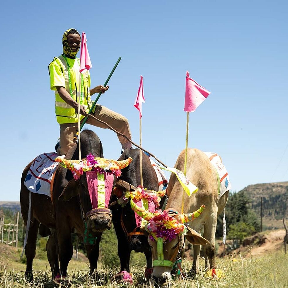 Peiso ea Likhomo: Masters of The Basotho Cattle Race