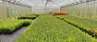 Greenhouse with many small Nordmann firs in three rows. The greenhouse is darkened by the damp air. 