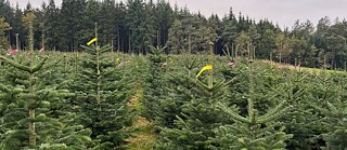 Various Christmas trees on a slope, marked with colorful labels. A section of forest begins behind the Christmas trees.