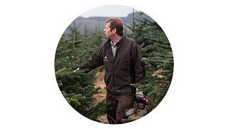 Christmas tree producer Hennecke goes through its Christmas tree nursery with a chainsaw.