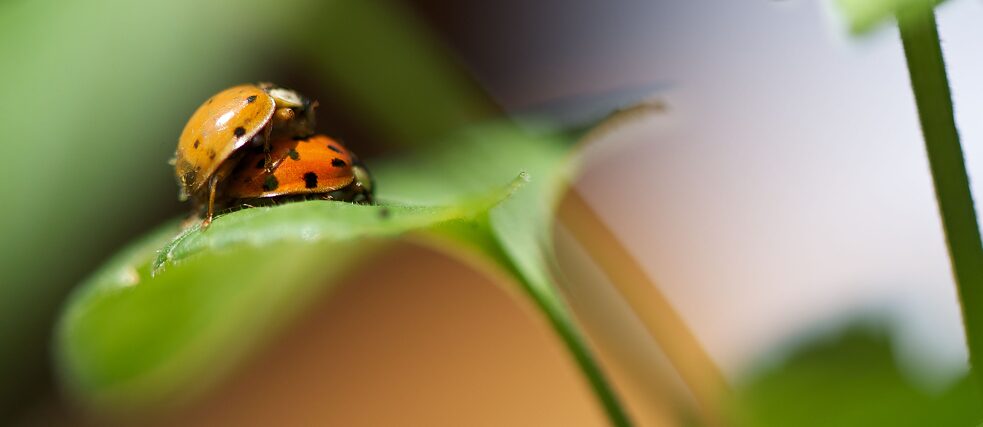 Ladybirds mating on a leaf