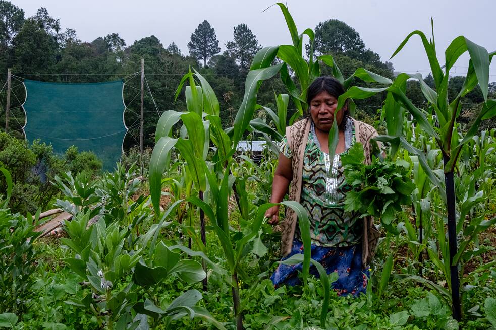 Das in den Waru Waru aufgefangene Wasser wird von den Menschen in Oaxaca auch zur Bewässerung genutzt.