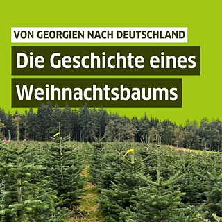 Auf dem Bild ist ein Feld voller Tannenbäume zu sehen. Darüber steht: Von Georgien nach Deutschland, die Geschichte eines Weihnachtsbaums. 