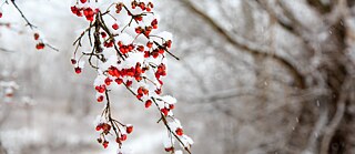 Branca con frutas rojas y nieve