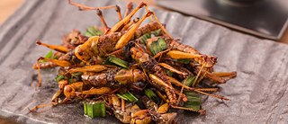 There are good reasons to consider eating insects instead of meat