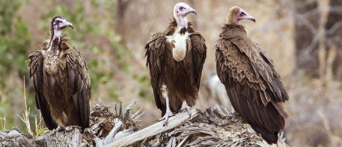 If the vultures don’t get it - Magazine - Species extinction in India ...