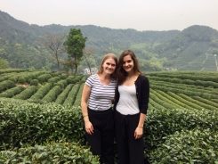 Longjing – Teelandschaft  