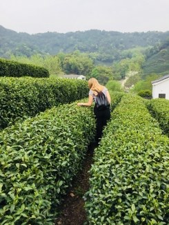 Spaziergang durch die Teeplantagen