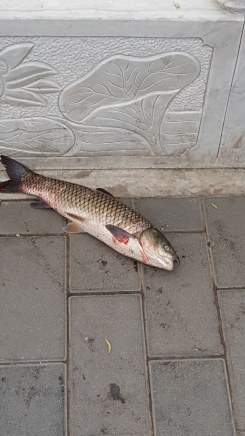 Die überraschend große Beute eines erfolgreichen Anglers