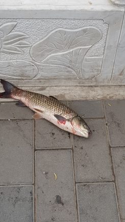 Die überraschend große Beute eines erfolgreichen Anglers