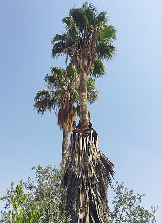 Überall stehen Palmen