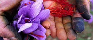 Saffron blossom in hand