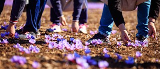 People collect saffron