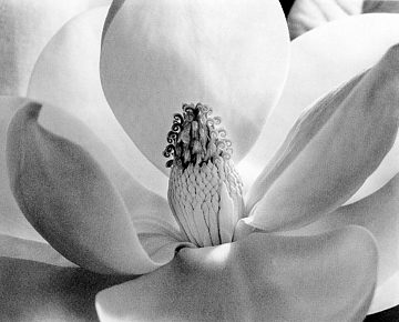 Magnolia Blossom by Imogen Cunningham, 1925