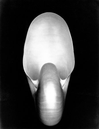 Shell 1S by Edward Weston