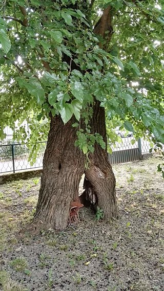 Ein alter Maulbeerbaum