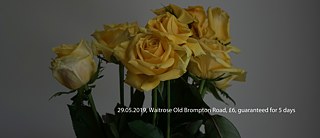 Gelbe Rosen von Waitrose