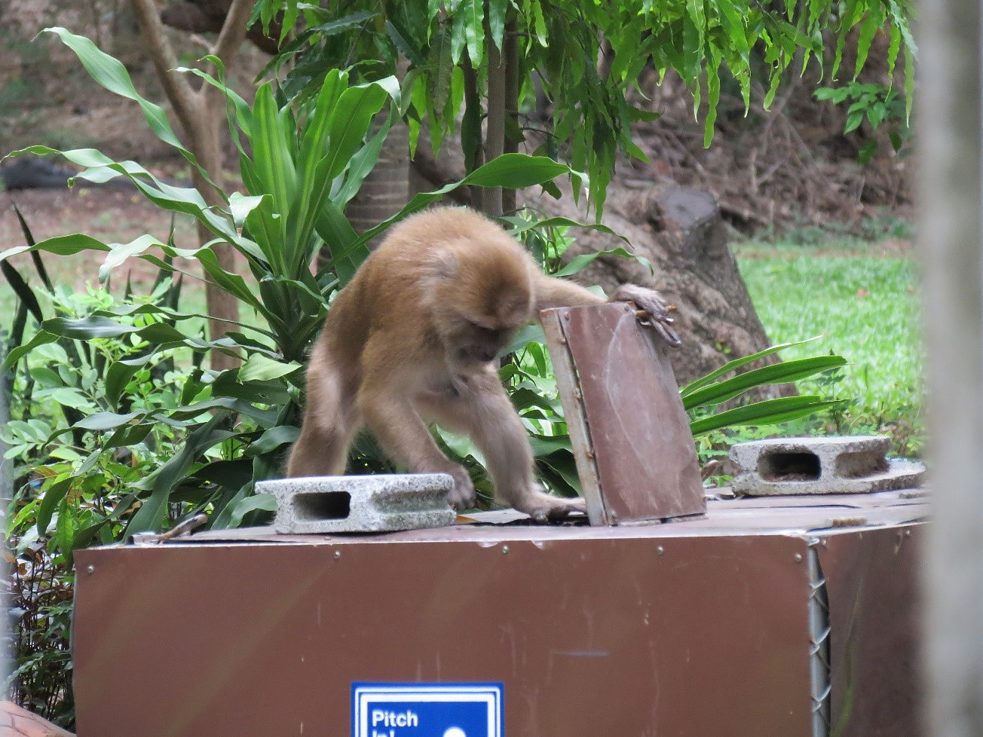 Schlauer Affe beim "Shoppen" im Mülleimer