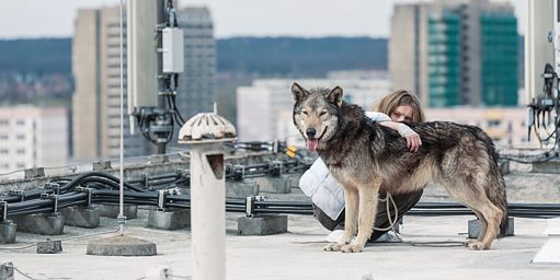 Szene aus Wild