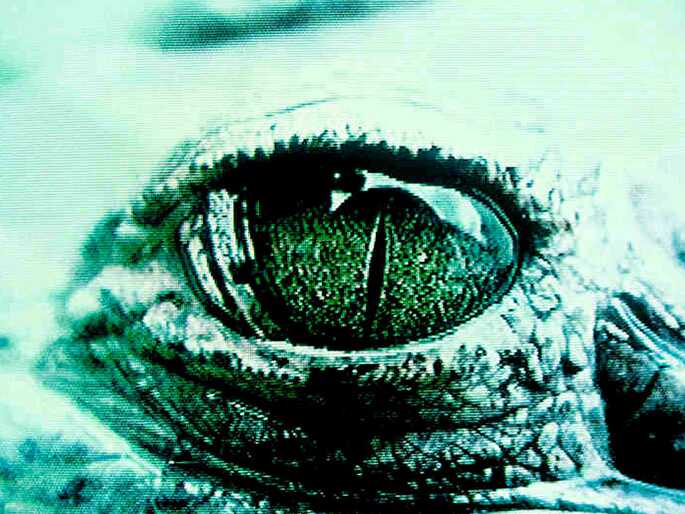 José Alejandro Restrepo, O crocodilo de Hegel não é o crocodilo de Humboldt, 1994 (detalhe)