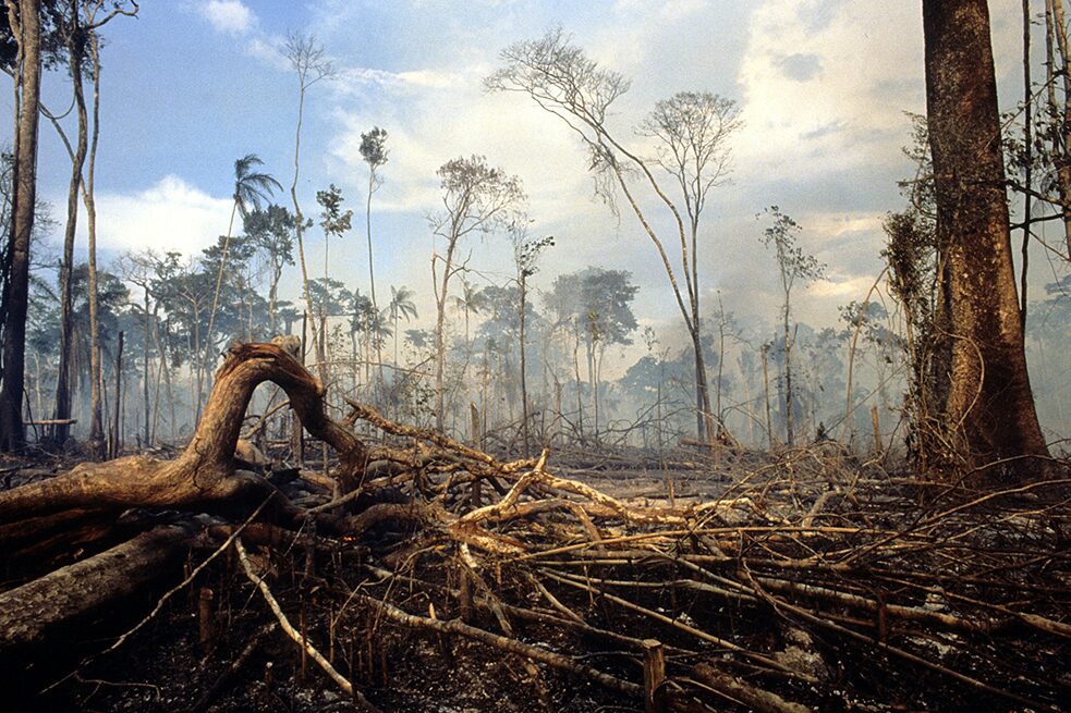 <b>大量砍伐雨林</b><br>亞馬遜大火並非是摧毀巴西熱帶雨林的罪魁禍首，而是另一波破壞潮。早在數十年前，運行良好的雨林就變成黃豆田與甘蔗園，以及為歐洲提供肉品的牧場。原始雨林成為可交易的貴重土地。在此活動的跨國企業或者他們的客戶，為數不少是來自富裕的工業國家。