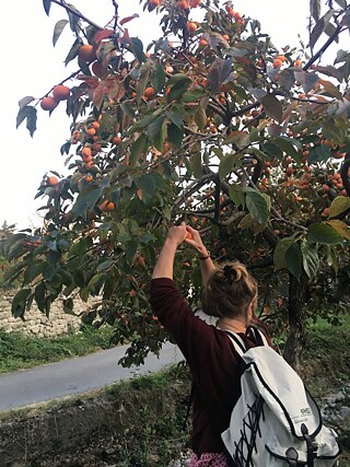 Die letzten Monate gab‘s bei mir um den Vitaminhaushalt aufzufrischen oft und gerne Kaki und Granatapfel