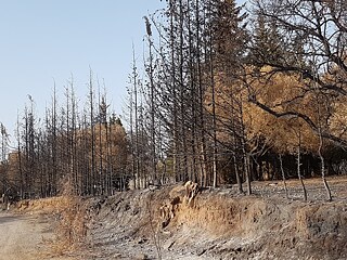 صورة لغابة بعد اندلاع حريق فيها.