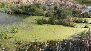 لقطة قريبة لنهر ملوث، سطحه مغطى بمادة خضراء.