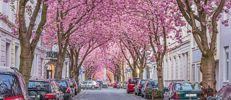 Des arcades tout en rose : la vieille ville de Bonn quand les cerisiers sont en fleurs.