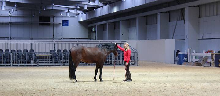 Die Pferde zeigten Schritt, Trab und Galopp...