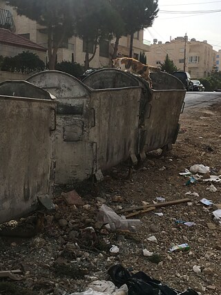 Hier gibt es sehr viele streunende Katzen, die sich im Müll, der leider oft einfach auf der Straße liegt, ihr Essen suchen.