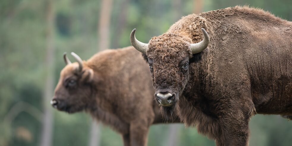 Ameaçado de extinção até pouco tempo atrás, o bisão europeu agora está atraindo turistas para Bad Berleburg. 