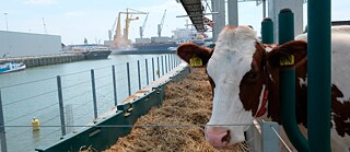 Thirty-five cows live in a pen on the water on Rotterdam‘s “Floating Farm”.
