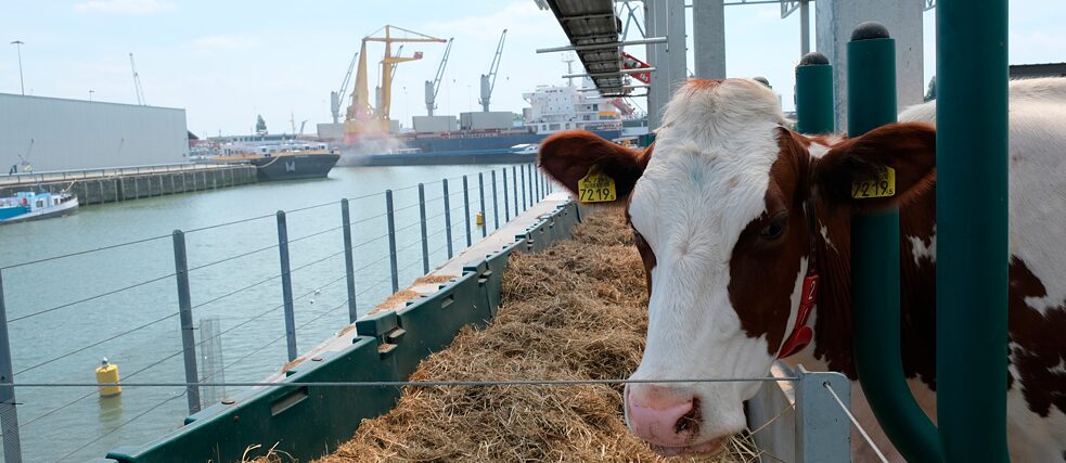 Rotterdami ujuvas talus, Floating Farmis elab vee peal asuvas laudas 35 lehma.