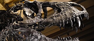 Restitution – Head of a Tyrannosaurus Rex, Natural History Museum Berlin