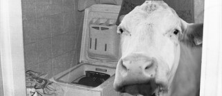 Illustration is showing a collage of a cow inside an apartment, near a washing machine. 