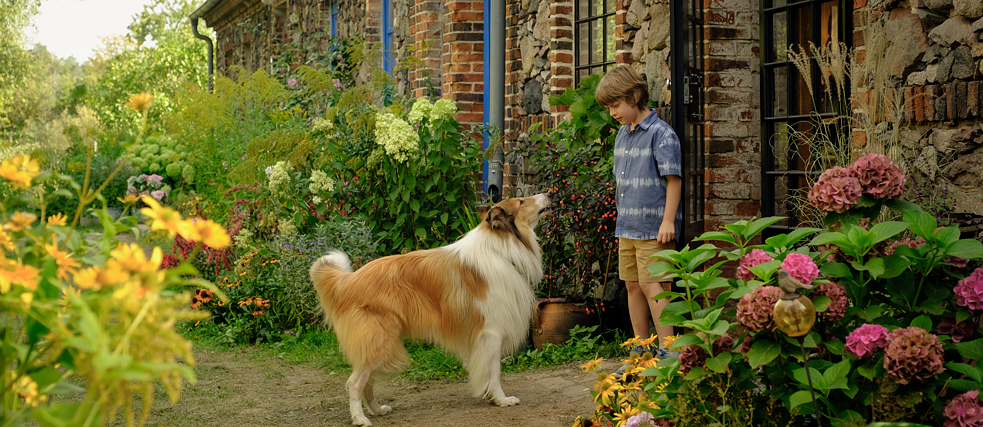 ein Hund und ein Junge sehen sich gegenseitig in einem Garten an