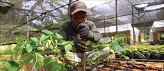 Regrow Our Home: Meet the Indigenous People  Regrowing a Rainforest in Malaysia